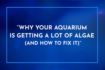 “Why Your Aquarium Is Getting a Lot of Algae (and How to Fix It)”