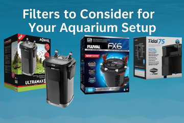 Filters to Consider for Your Aquarium Setup