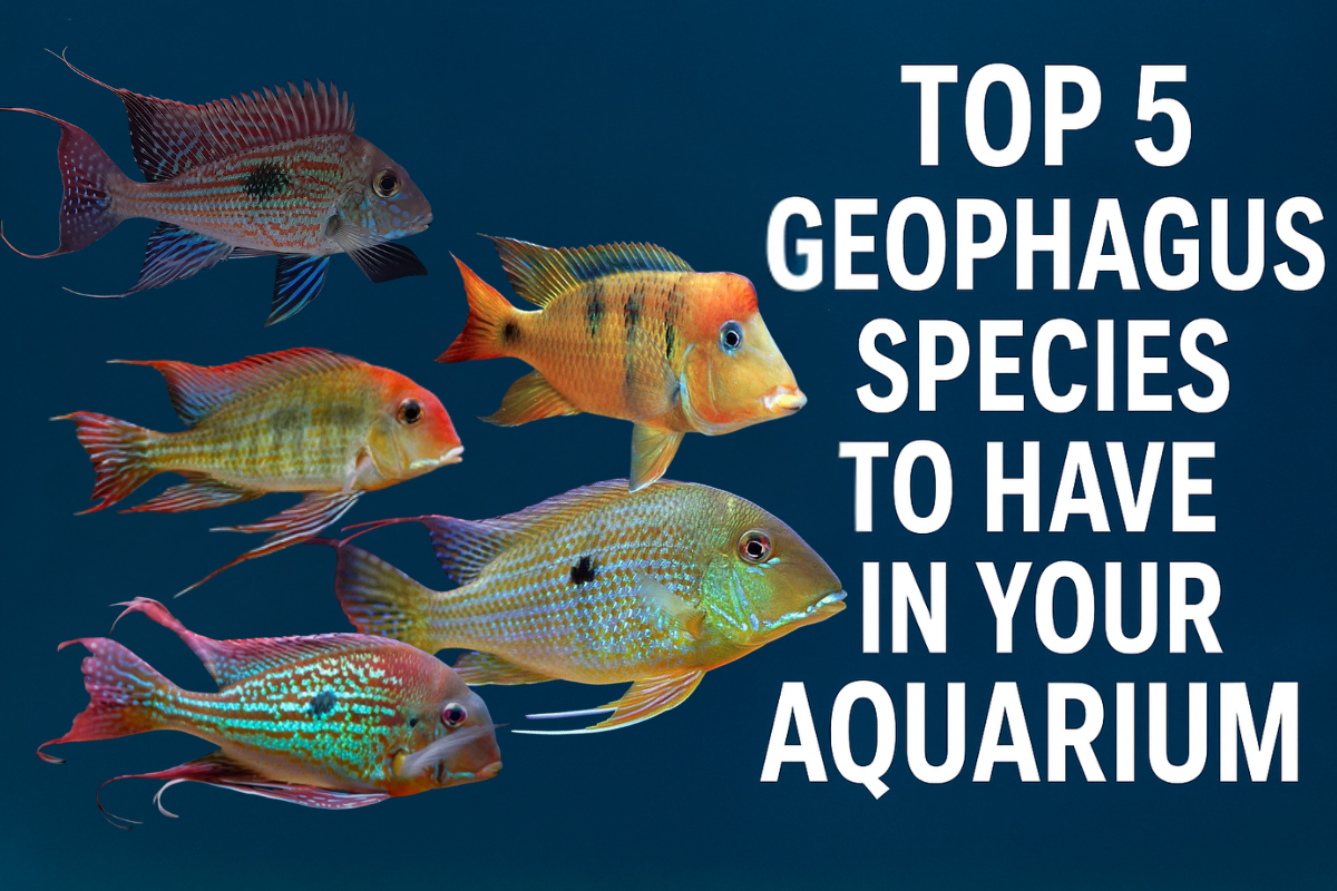 Top 5 Geophagus Species to Have in Your Aquarium